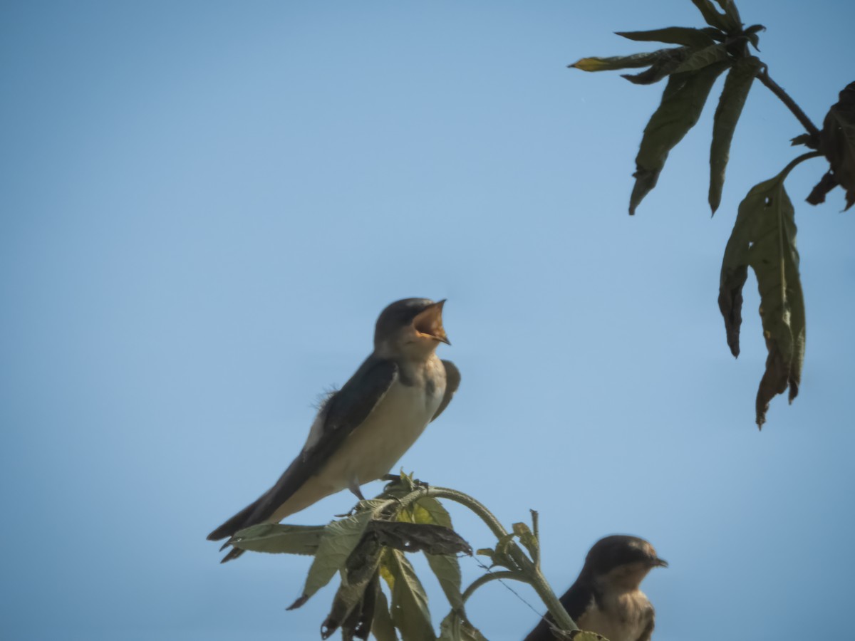 Barn Swallow - ML608415029