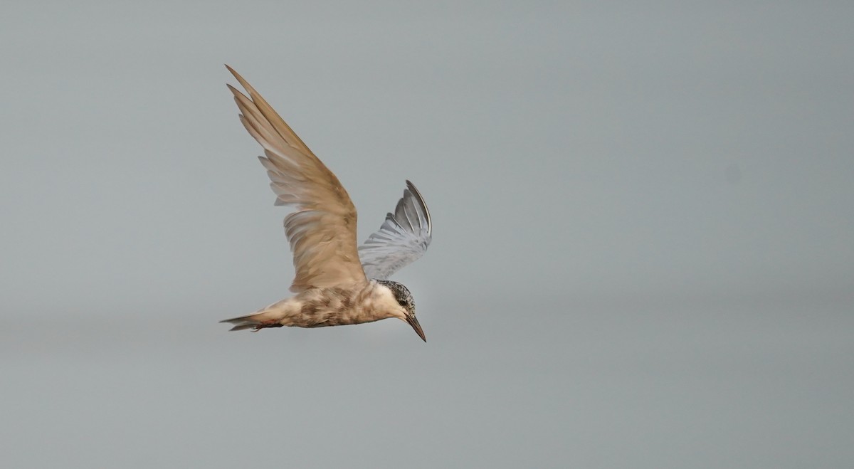 Whiskered Tern - Kevin Gong