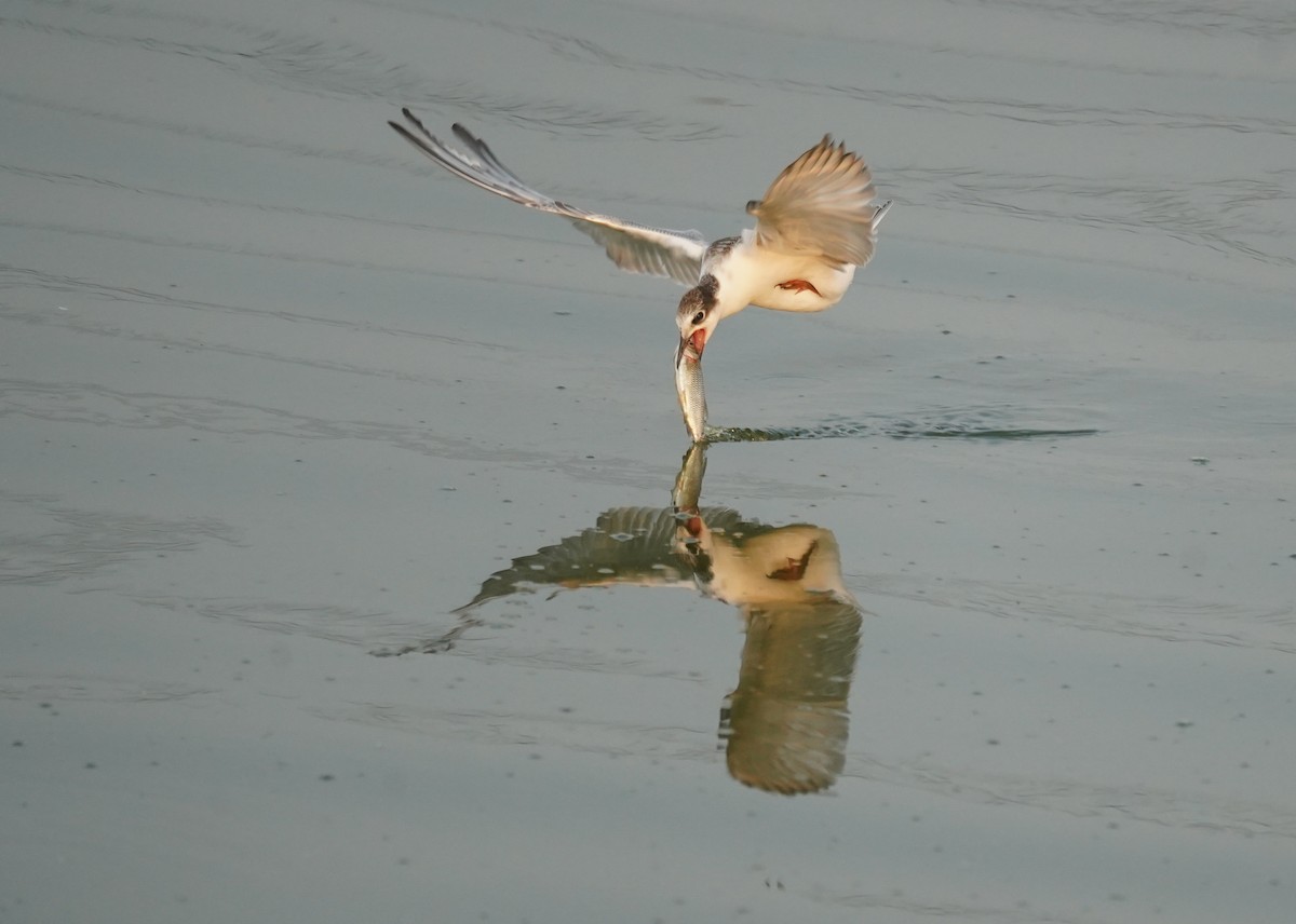 Whiskered Tern - Kevin Gong