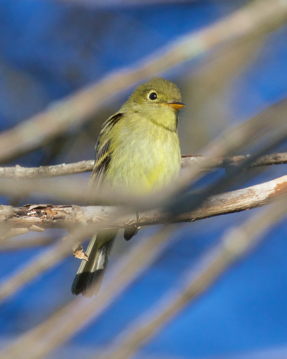 Yellow-bellied Flycatcher - ML608415158