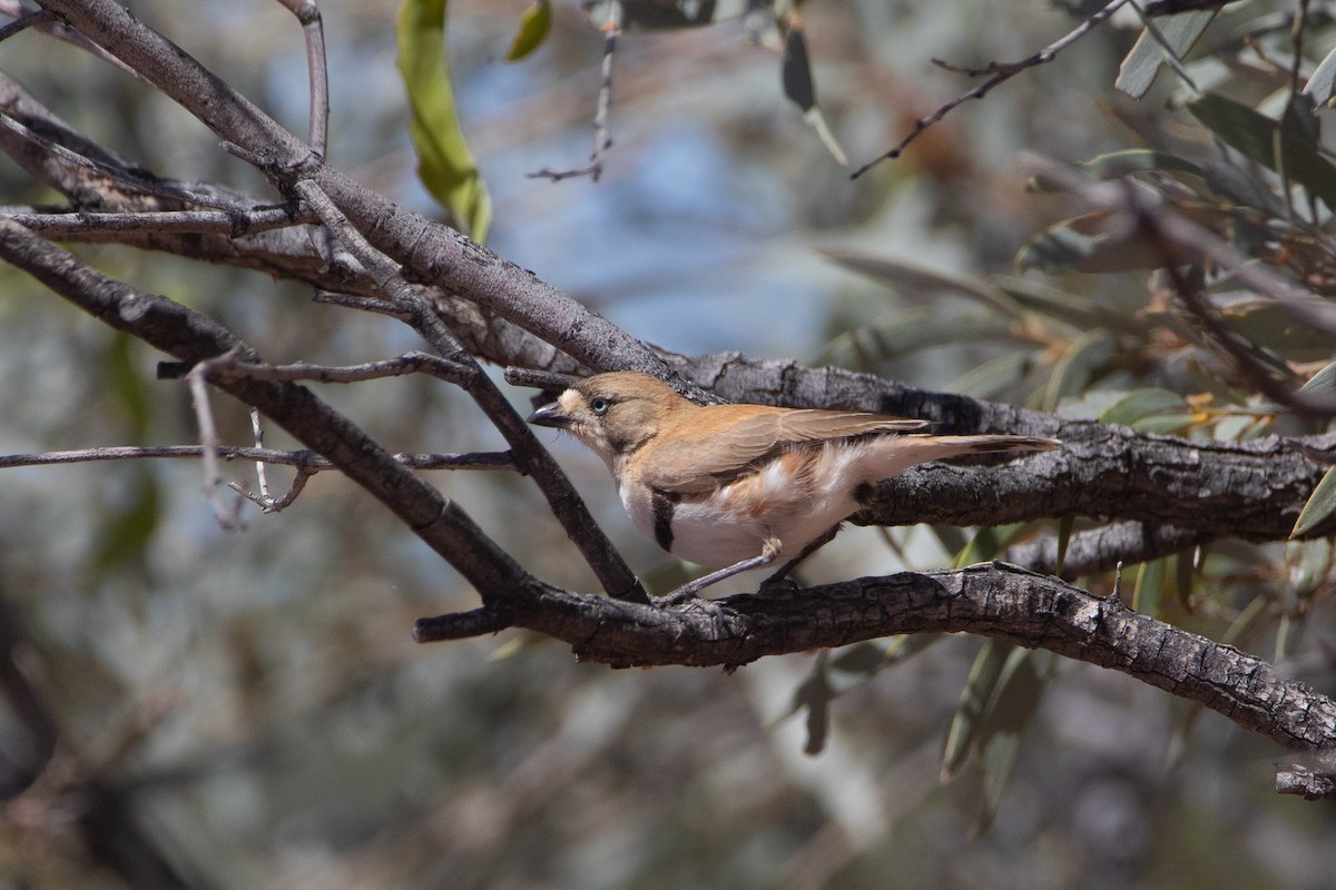 Banded Whiteface - ML608415183