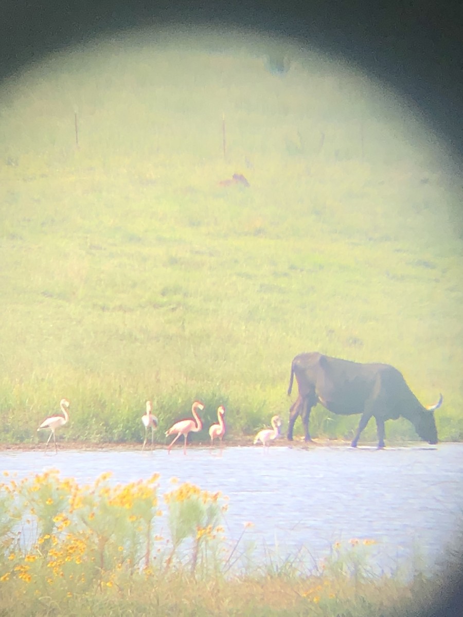 American Flamingo - Luke Thompson