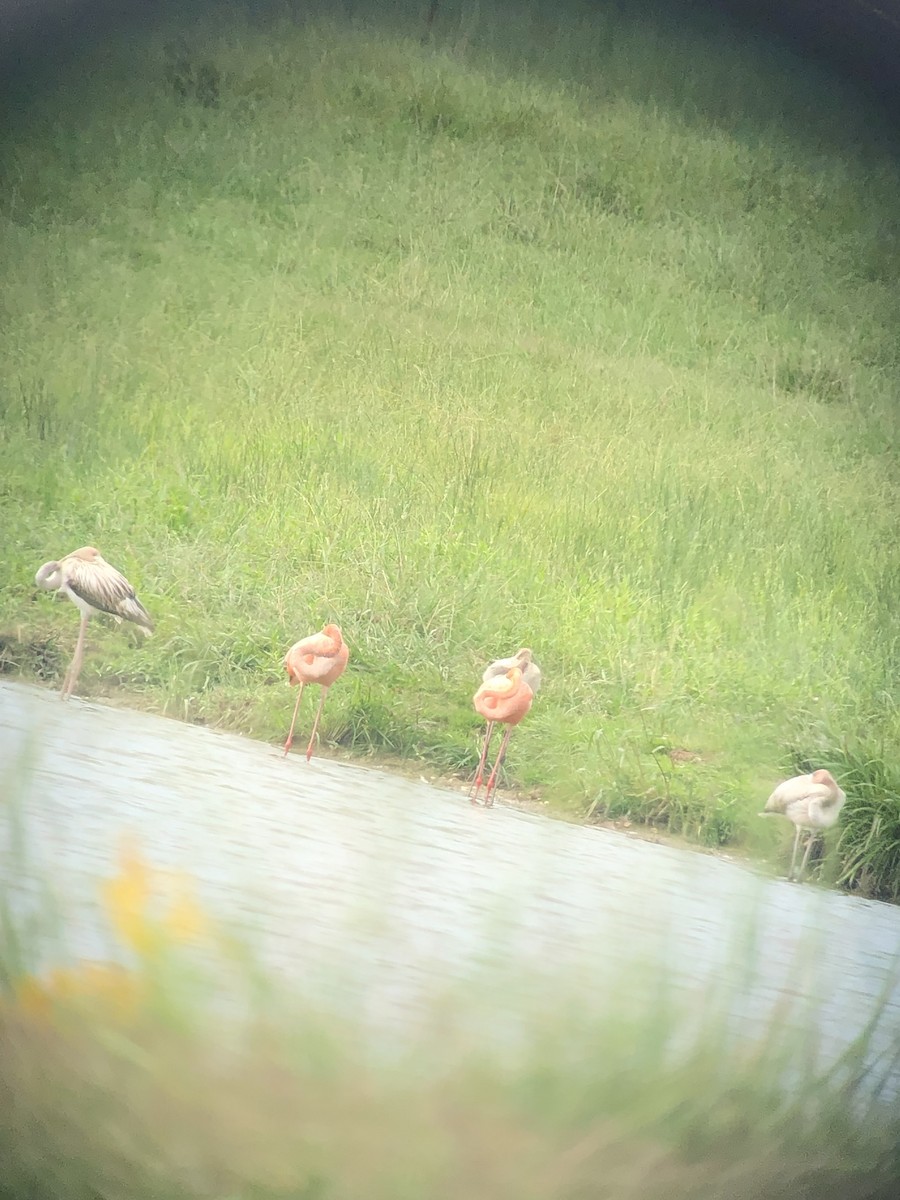 American Flamingo - ML608415300