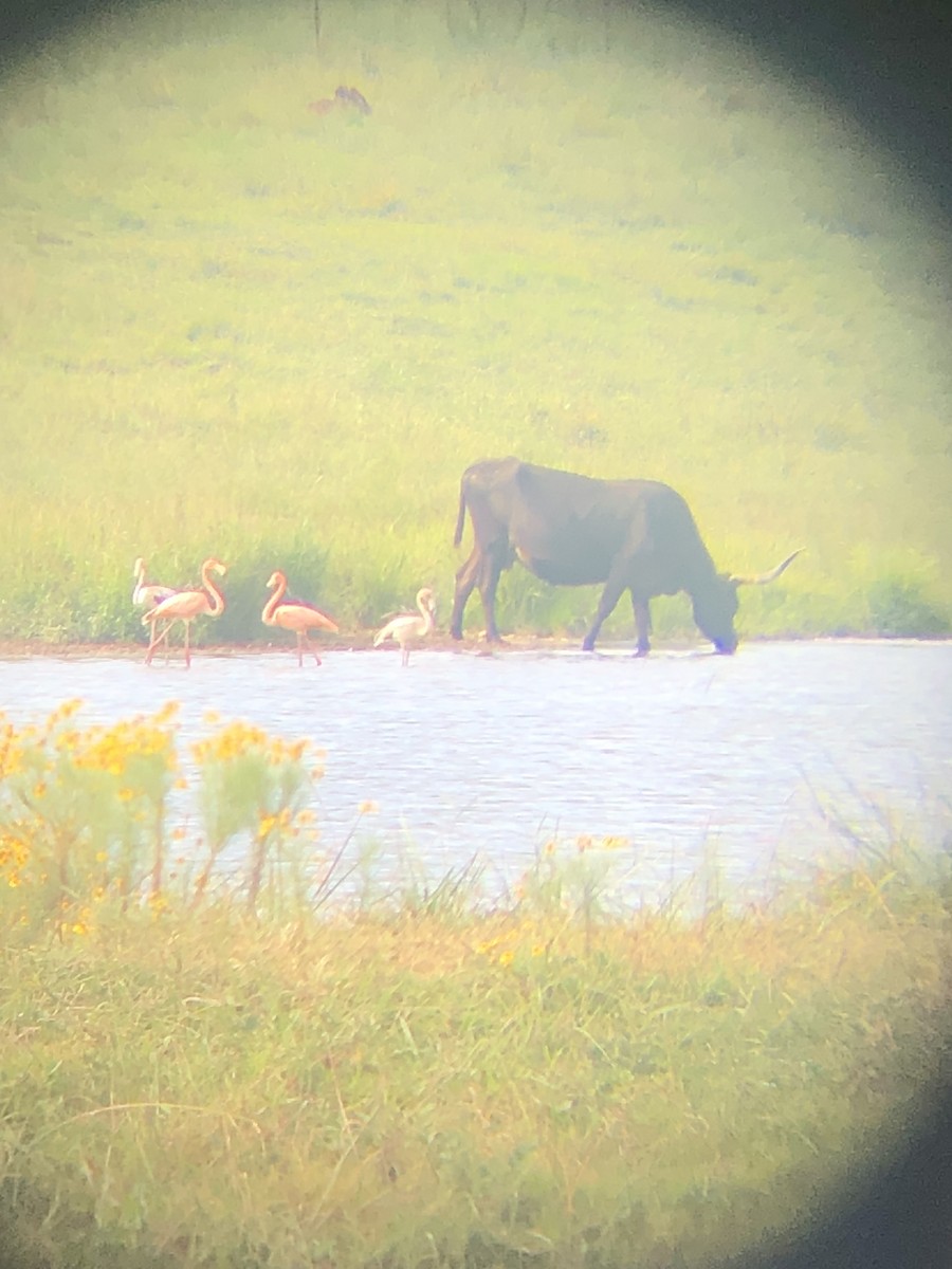 American Flamingo - ML608415301