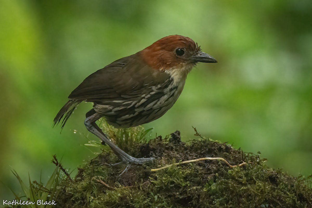 クリガシラジアリドリ - ML608415371