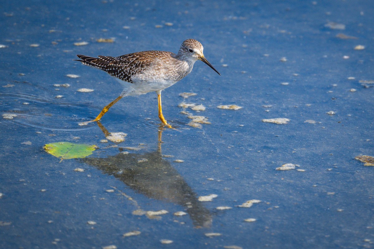 Lesser Yellowlegs - Jay Eisenberg