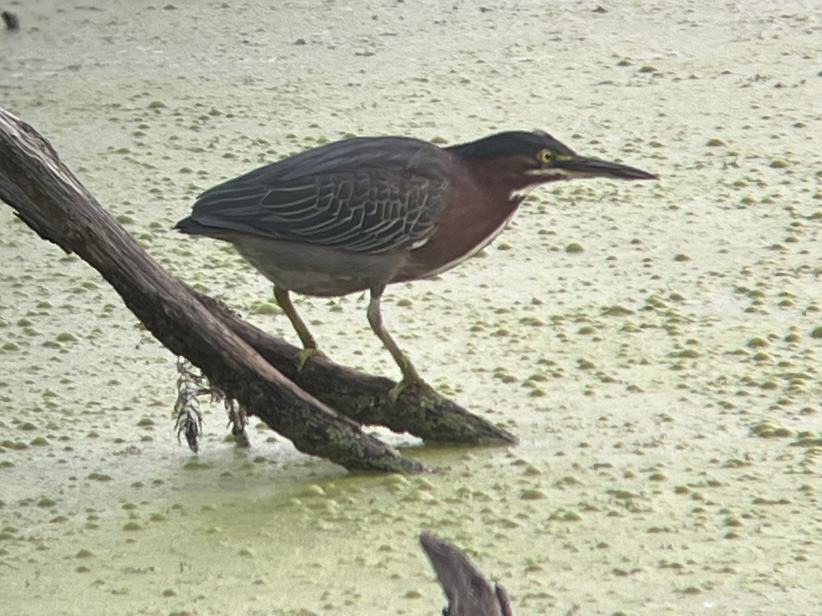 Green Heron - ML608415410