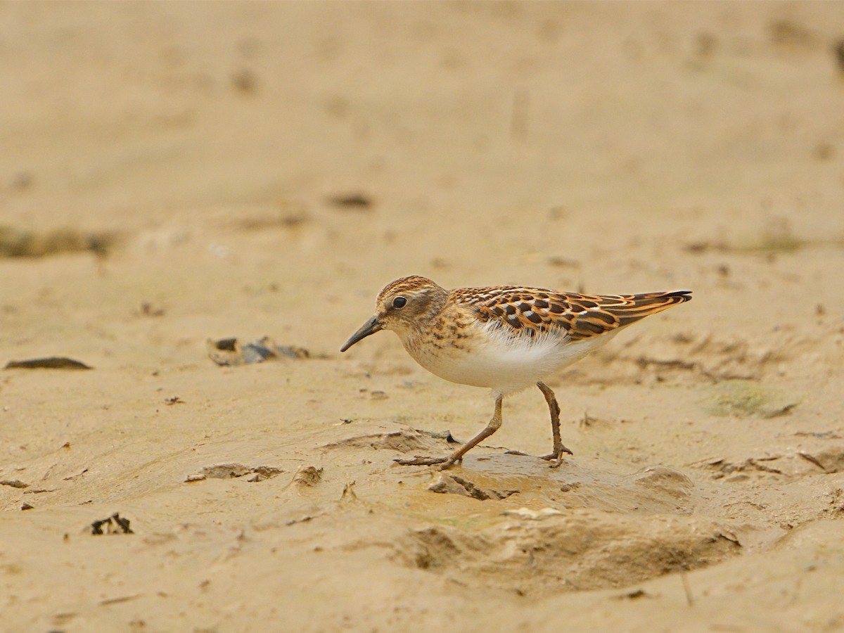 pygmésnipe - ML608415424