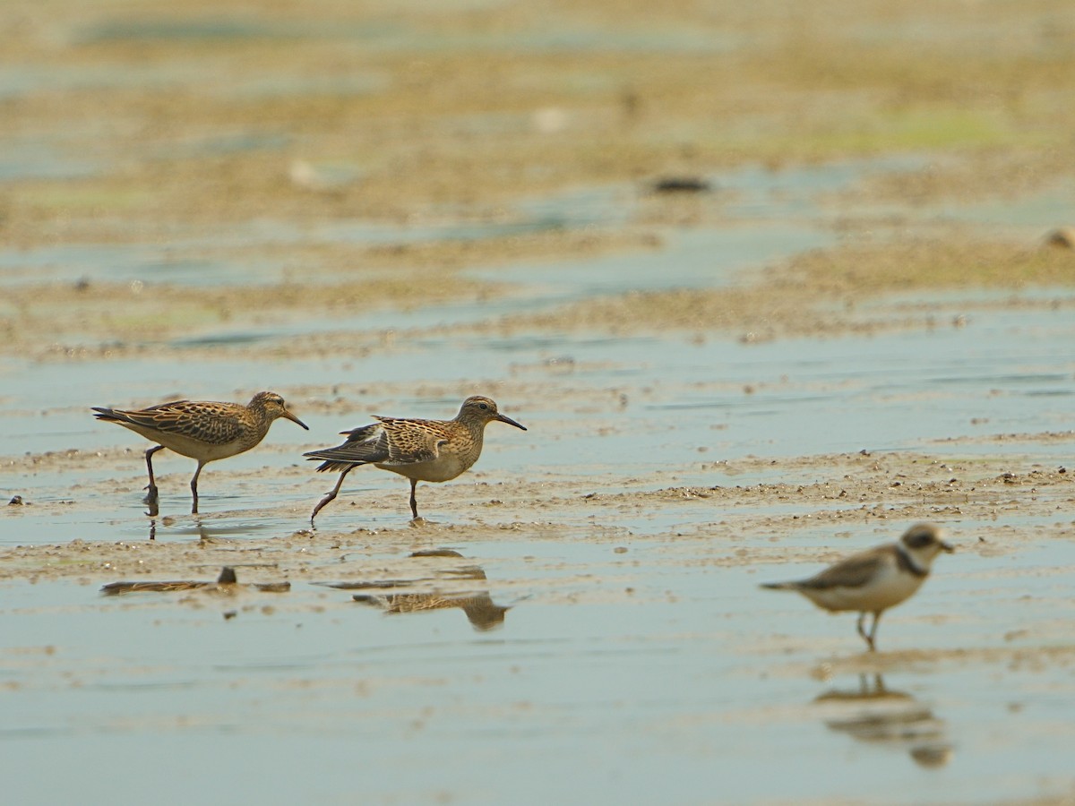 Pectoral Sandpiper - ML608415518