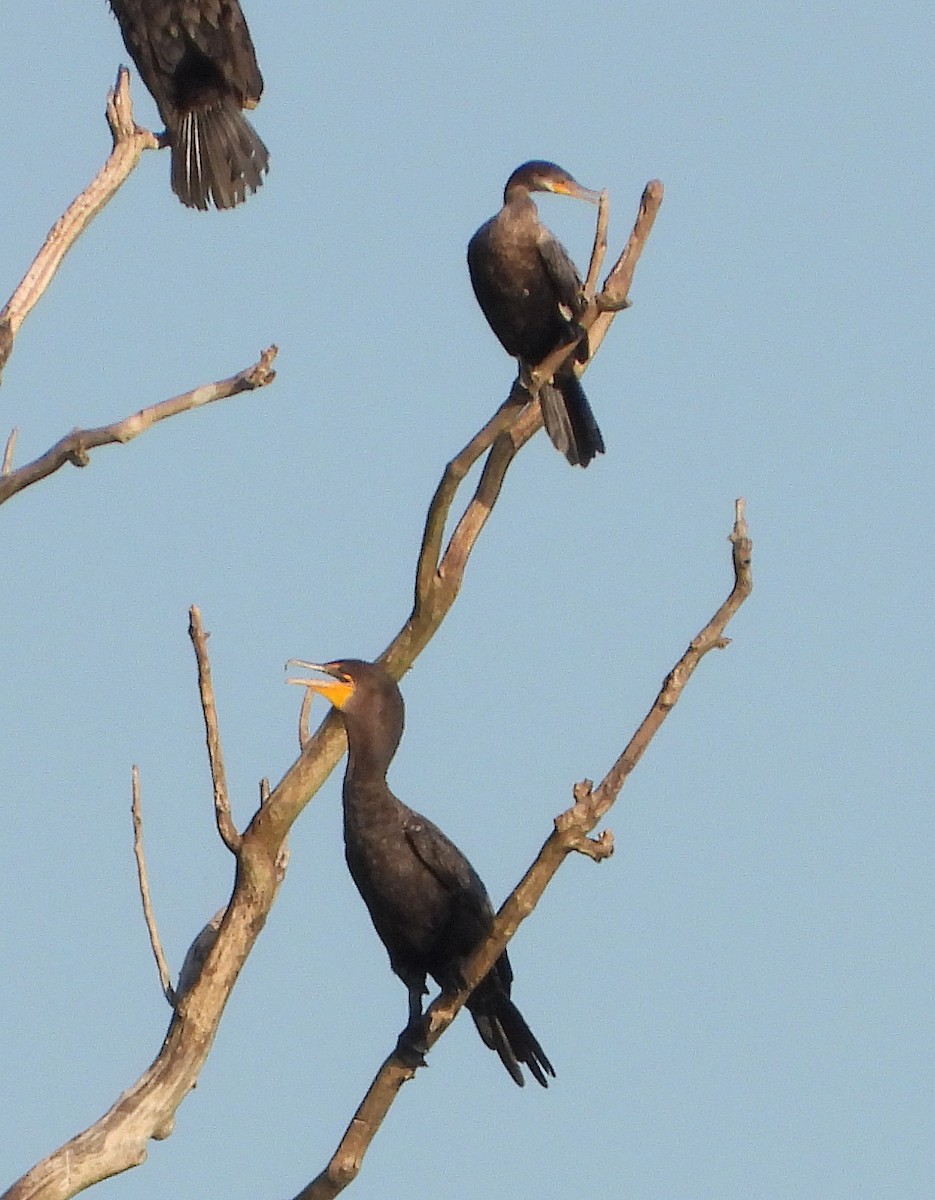 Cormorán Biguá - ML608415567