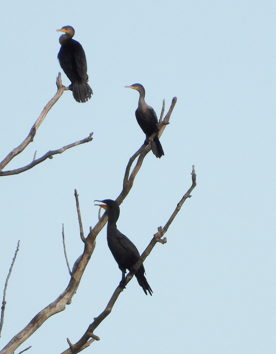 Neotropic Cormorant - Gary Graves