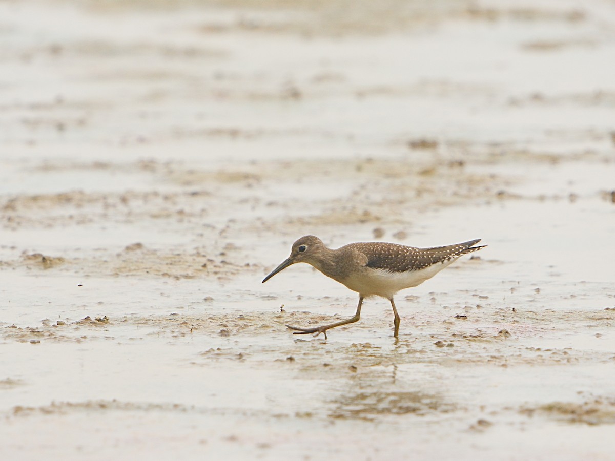 Solitary Sandpiper - ML608415601