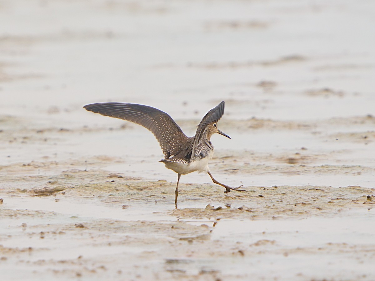 Solitary Sandpiper - ML608415613