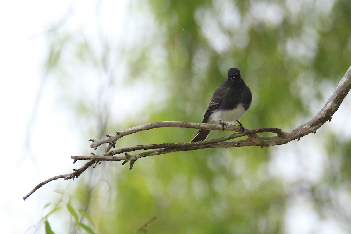 Black Phoebe - ML608415616