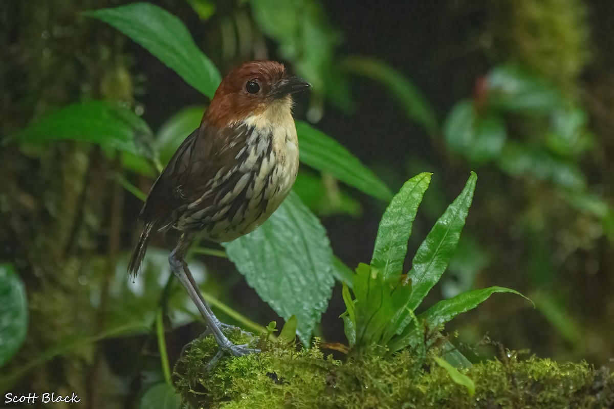 クリガシラジアリドリ - ML608415631