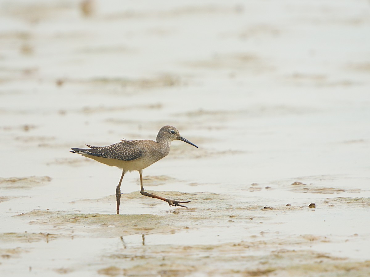 Lesser Yellowlegs - ML608415688