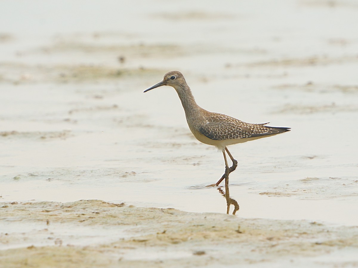 Lesser Yellowlegs - ML608415701