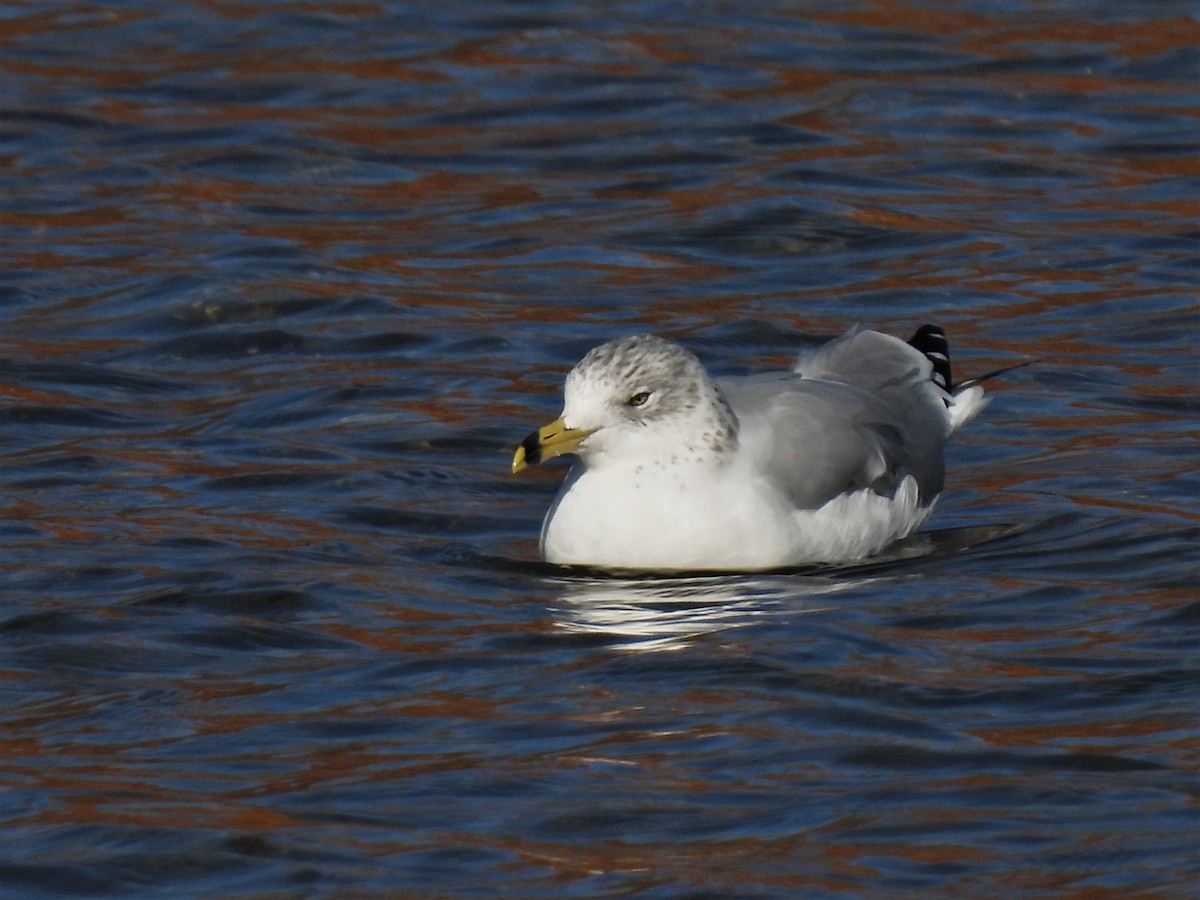 Ring-billed Gull - ML608415722