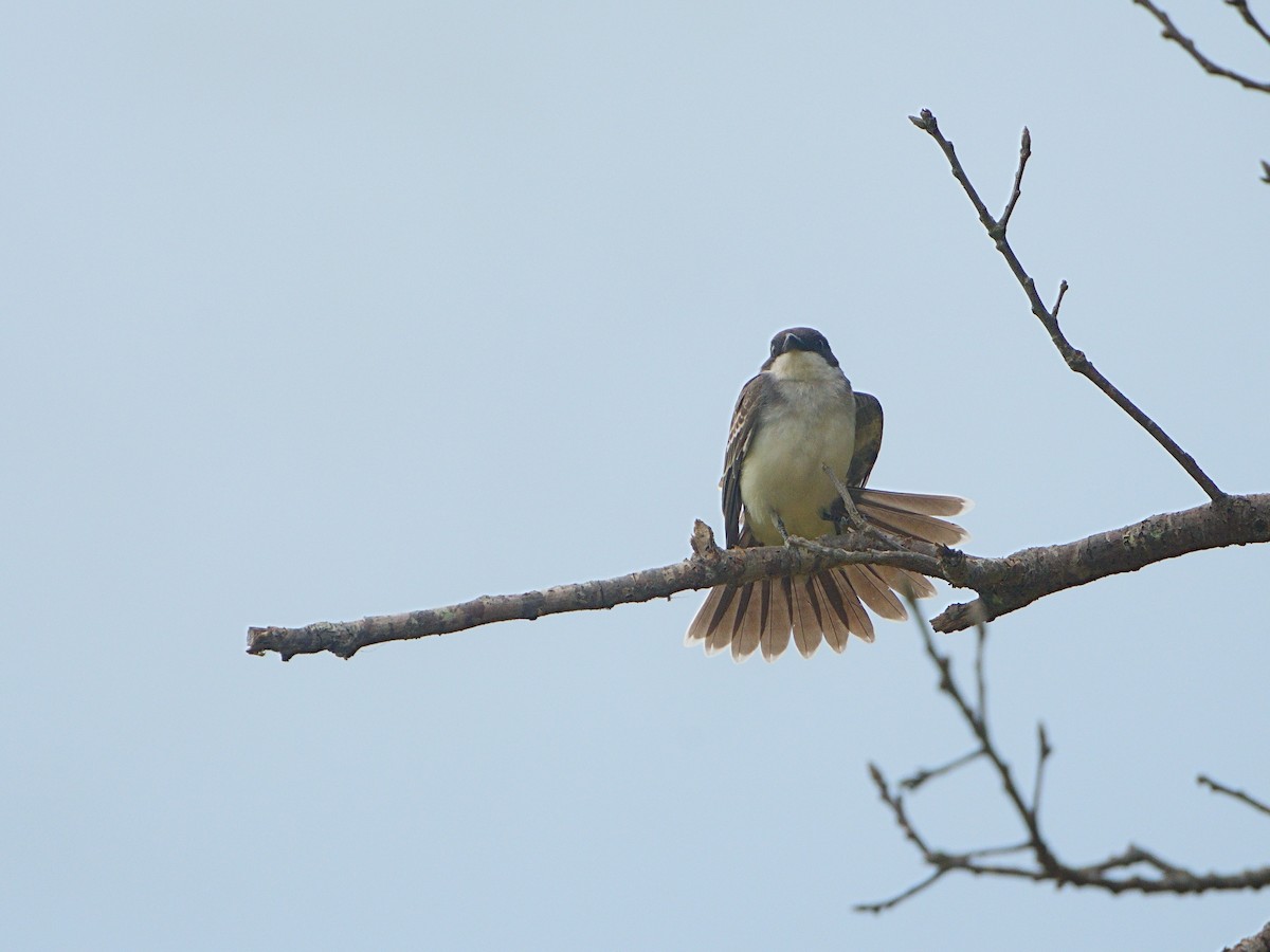 Eastern Kingbird - ML608415750