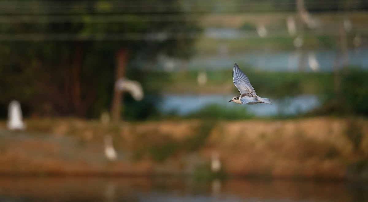 Whiskered Tern - ML608415828