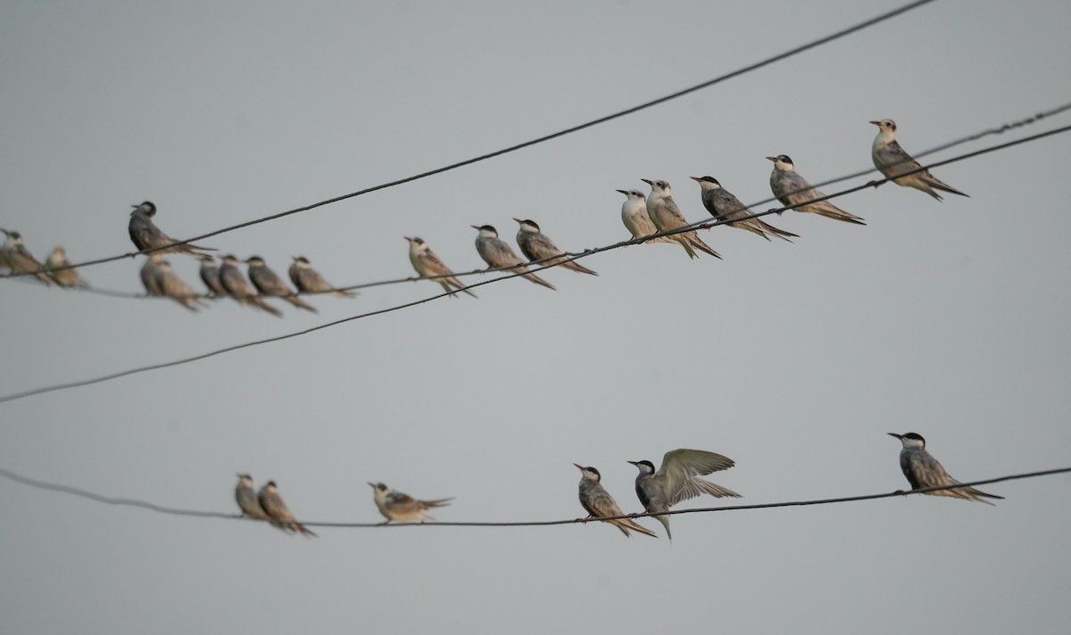 Whiskered Tern - ML608415830