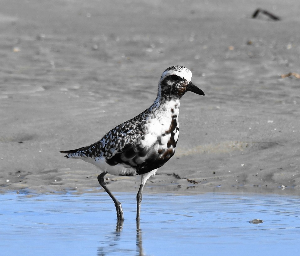 Black-bellied Plover - ML608415858