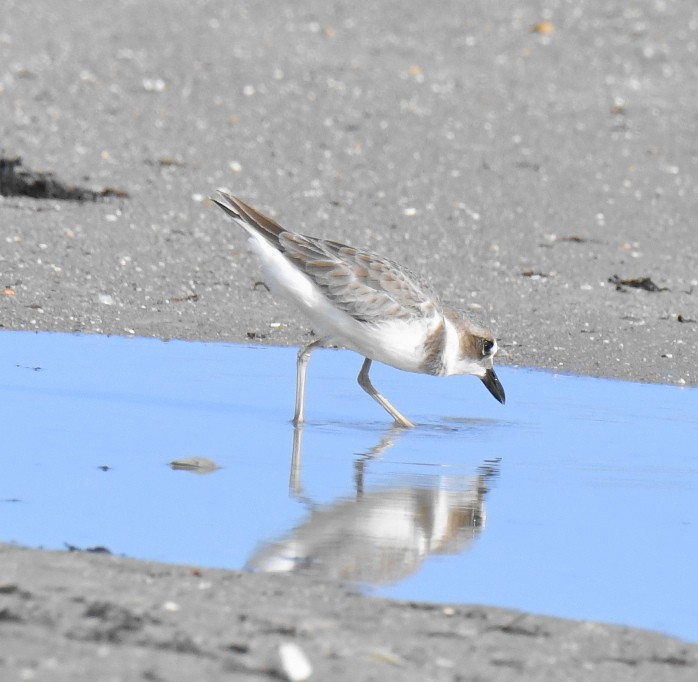 Wilson's Plover - ML608415866