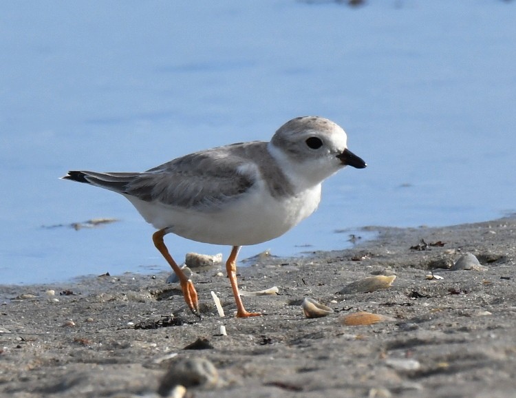 Piping Plover - ML608415868