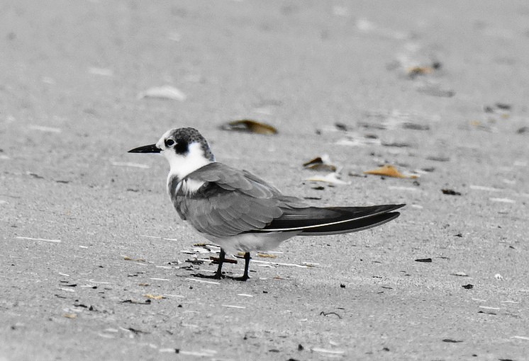 Black Tern - Kristina Fisher