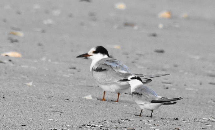 Common Tern - ML608415902