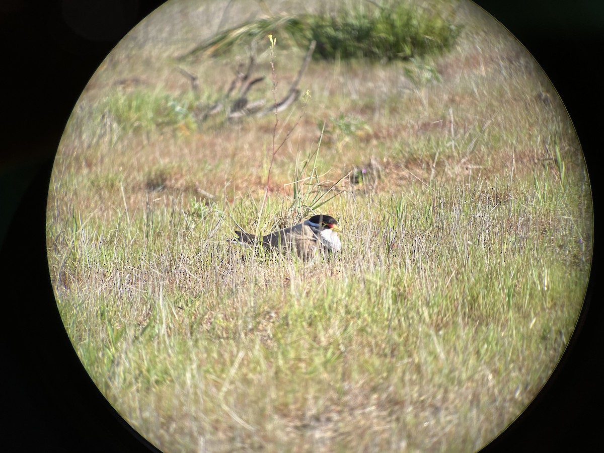 Banded Lapwing - ML608415904