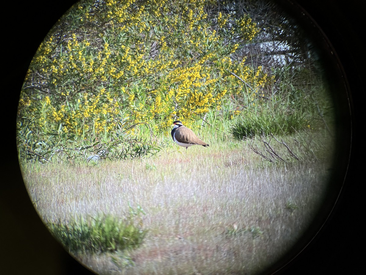 Banded Lapwing - ML608415905