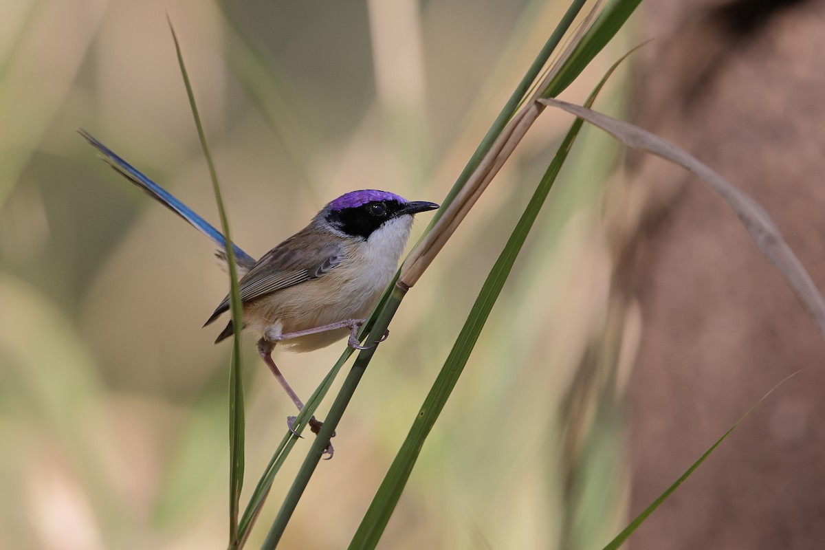 Purple-crowned Fairywren - ML608415947