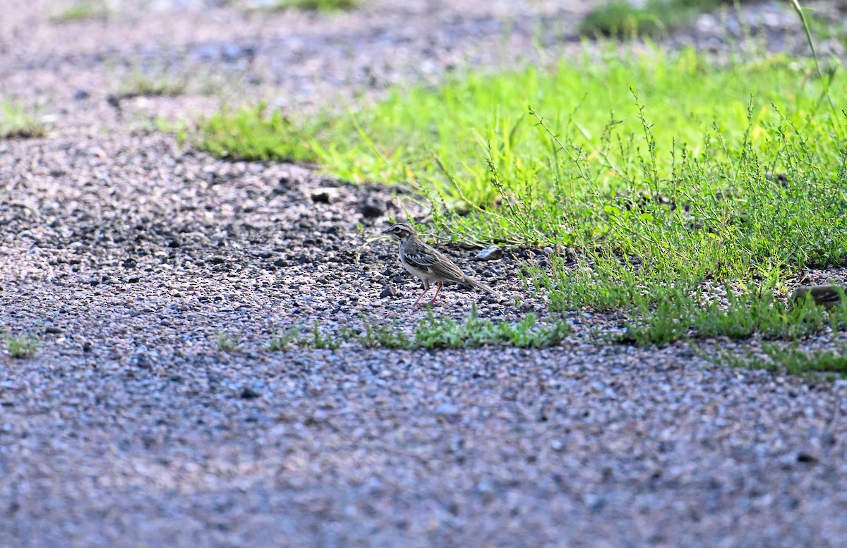 Lark Sparrow - ML608415964