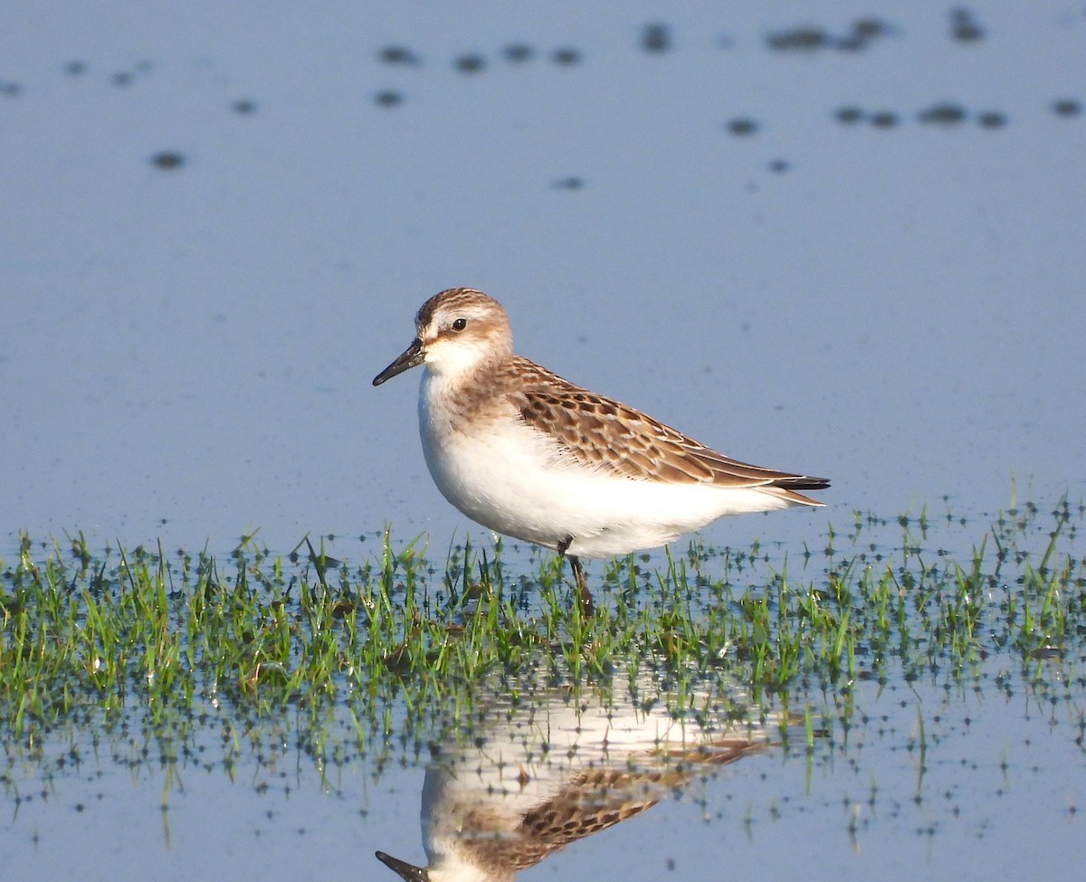 Semipalmated Sandpiper - ML608415972