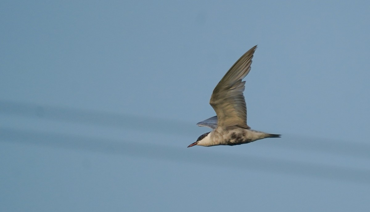 Whiskered Tern - ML608416022