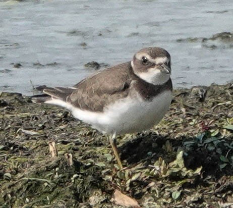 Semipalmated Plover - ML608416117