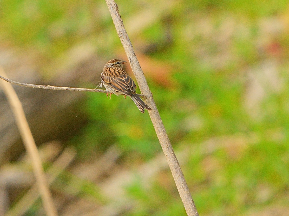 Chipping Sparrow - ML608416151