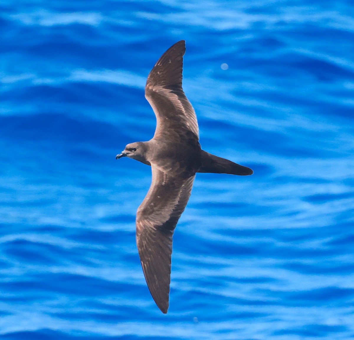 Petrel de Bulwer - ML608416310