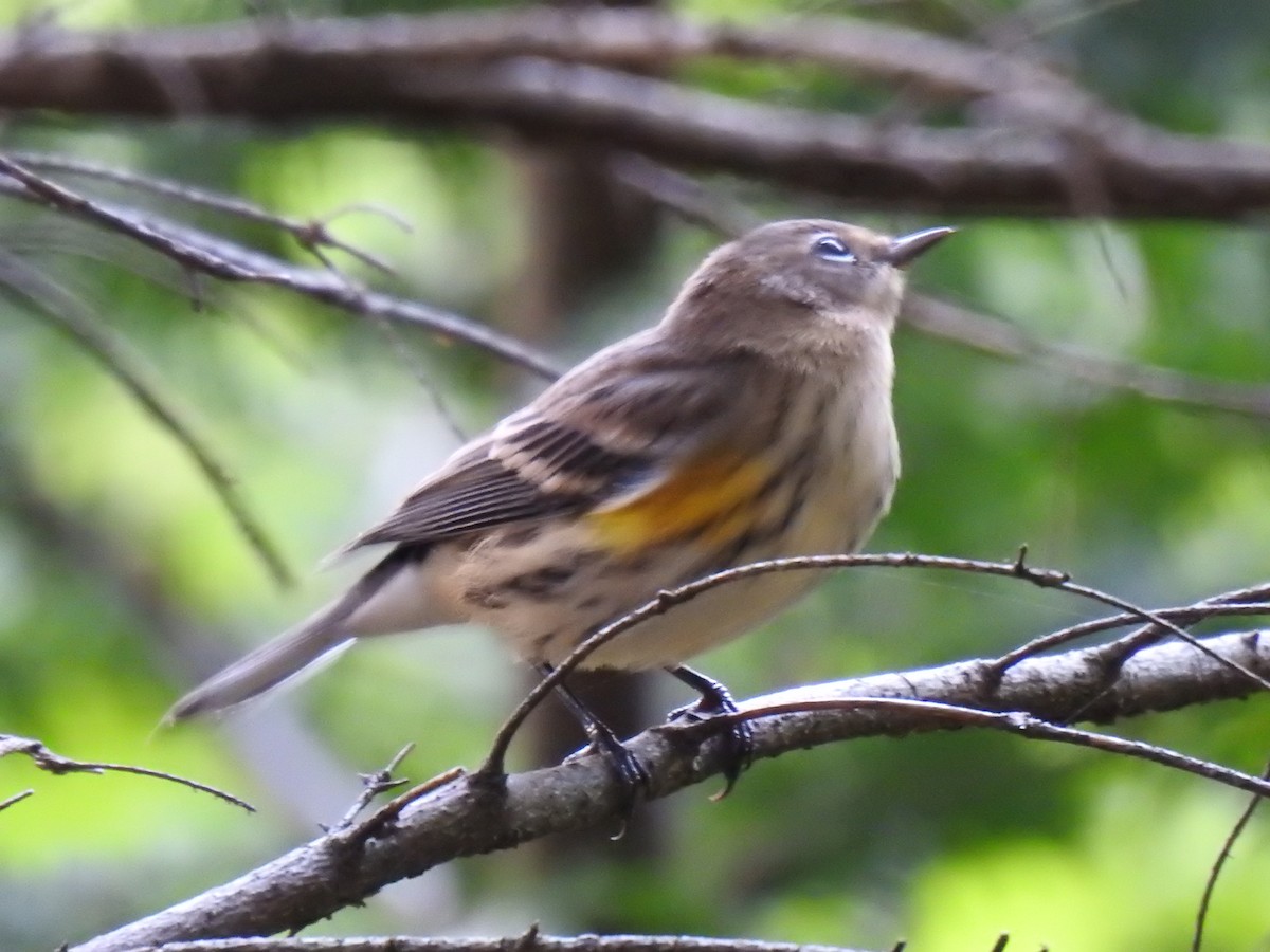 Yellow-rumped Warbler (Myrtle) - ML608416373