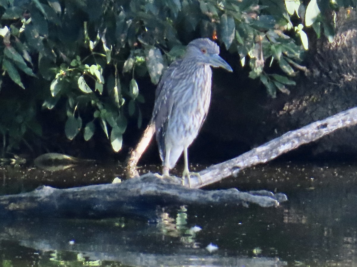 Black-crowned Night Heron - ML608416389