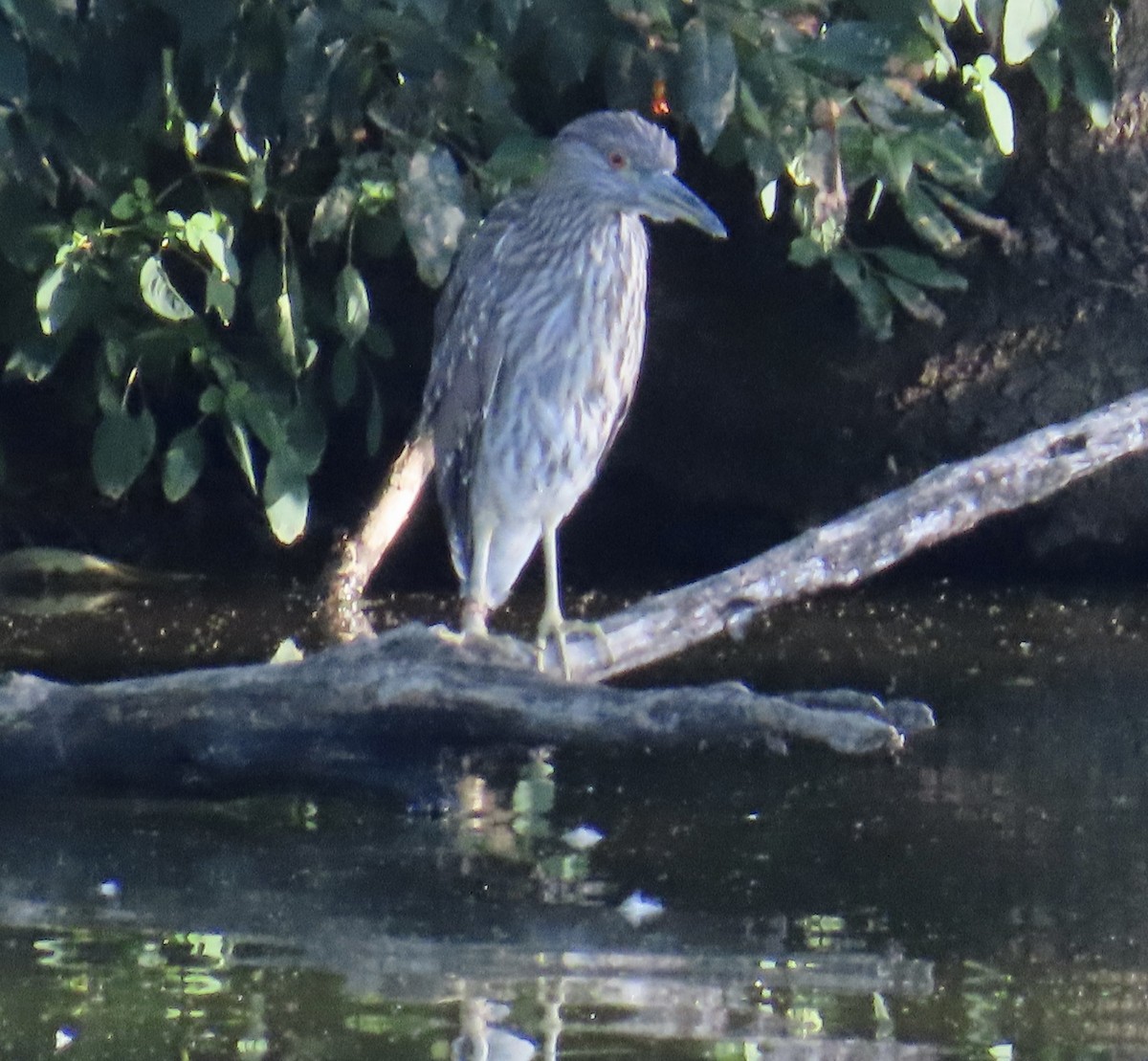 Black-crowned Night Heron - ML608416390