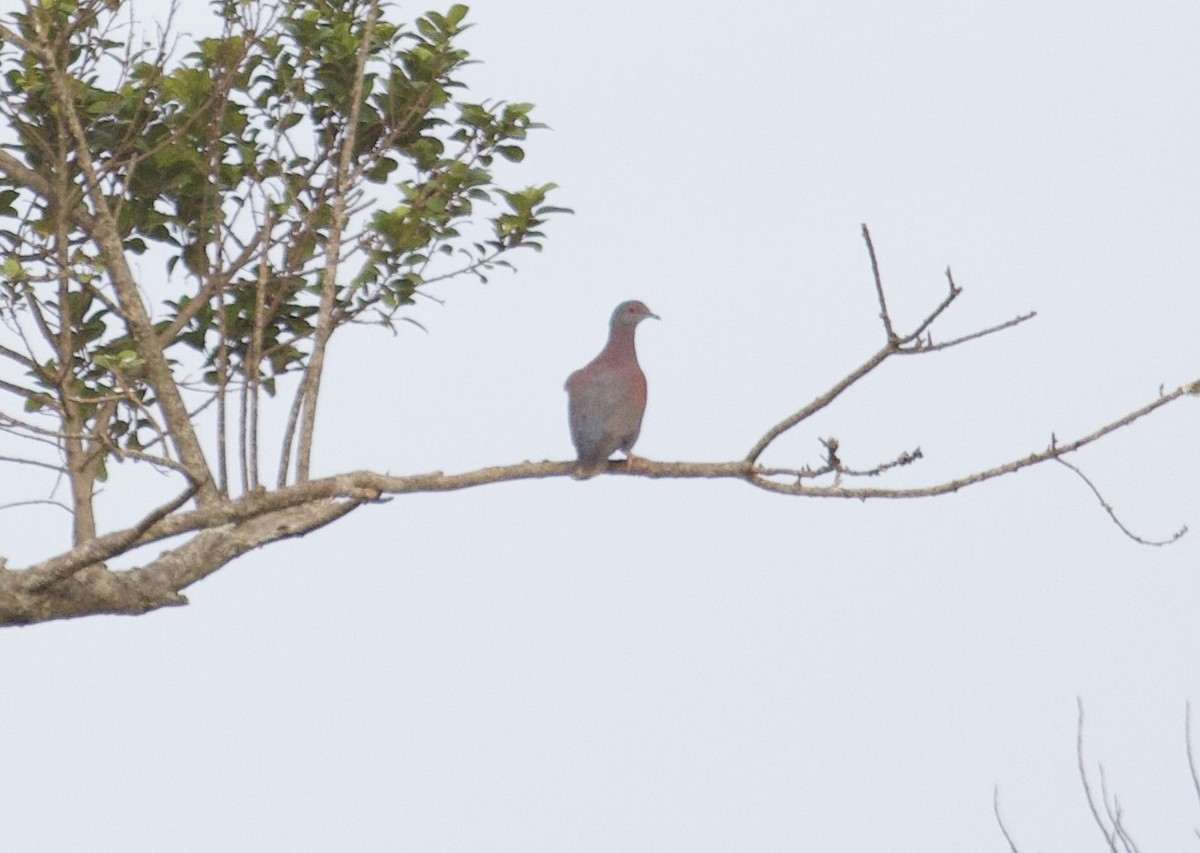 Pale-vented Pigeon - Gary Brunvoll