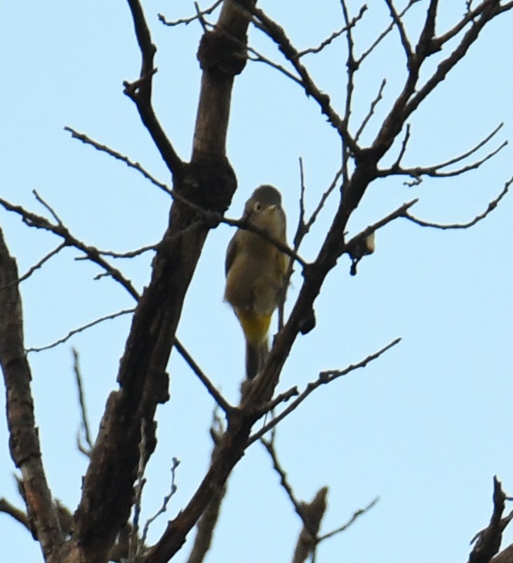 Gelbsteiß-Waldsänger - ML608416559