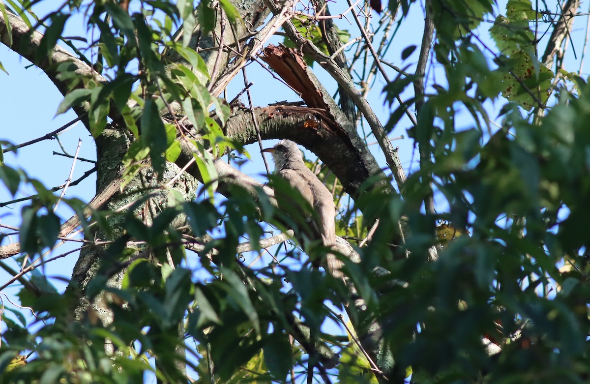 Yellow-billed Cuckoo - ML608416570