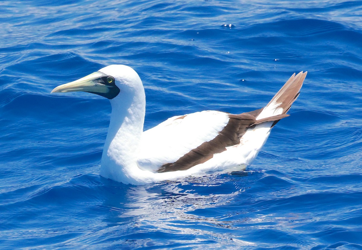 Masked Booby - ML608416615