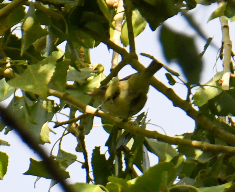 Braunaugenvireo (arizonae) - ML608416640