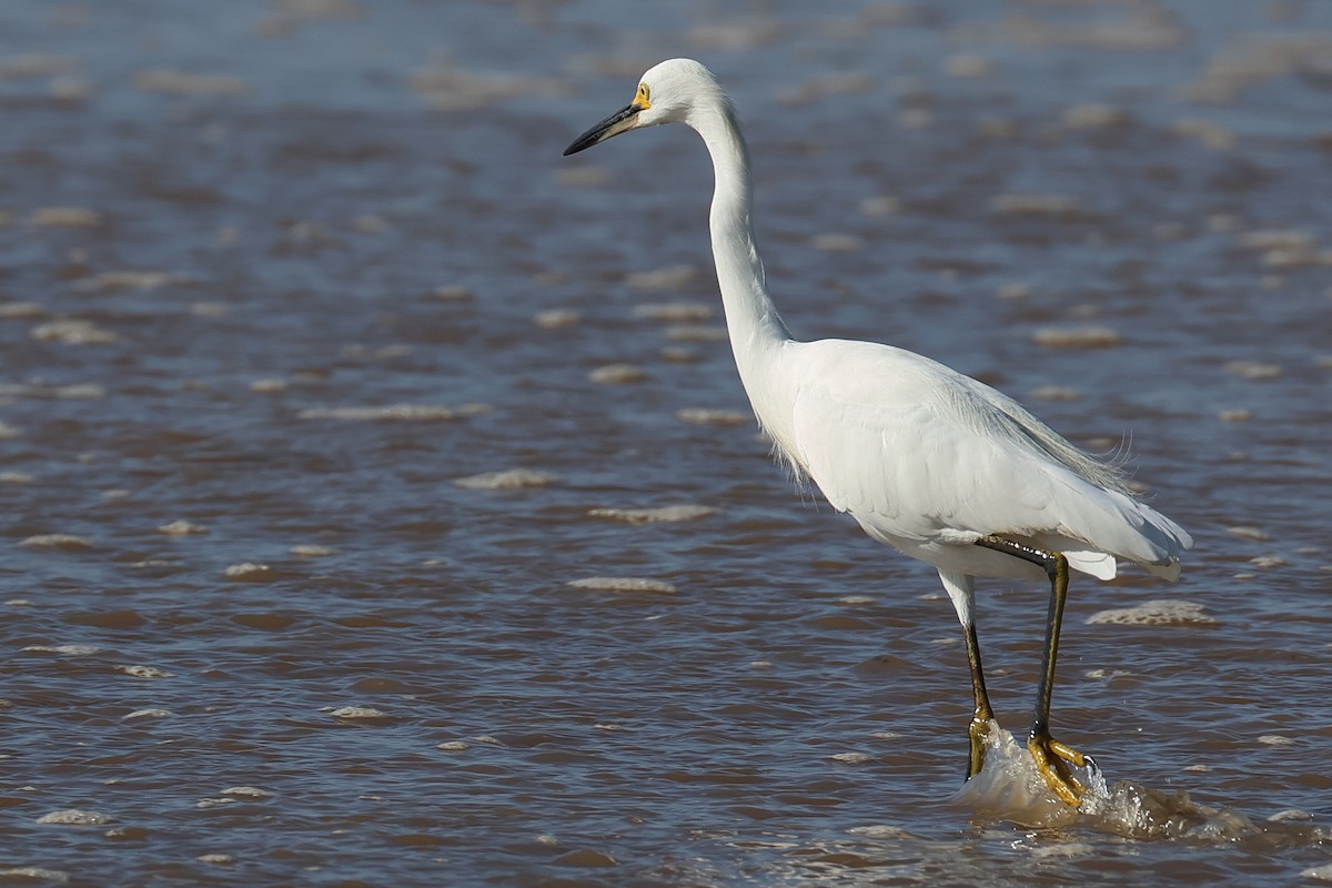 Snowy Egret - ML608416649