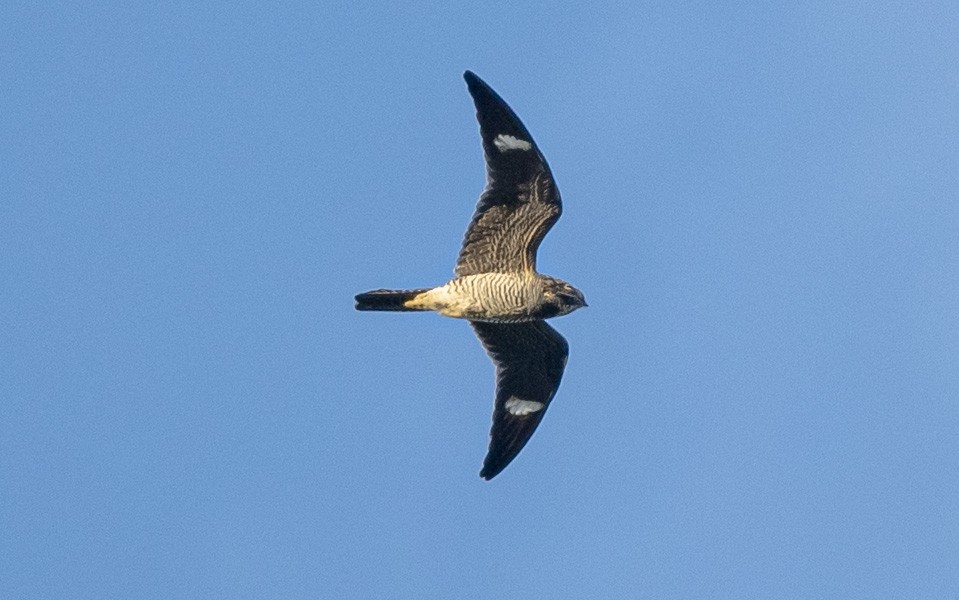 Common Nighthawk - ML608416717