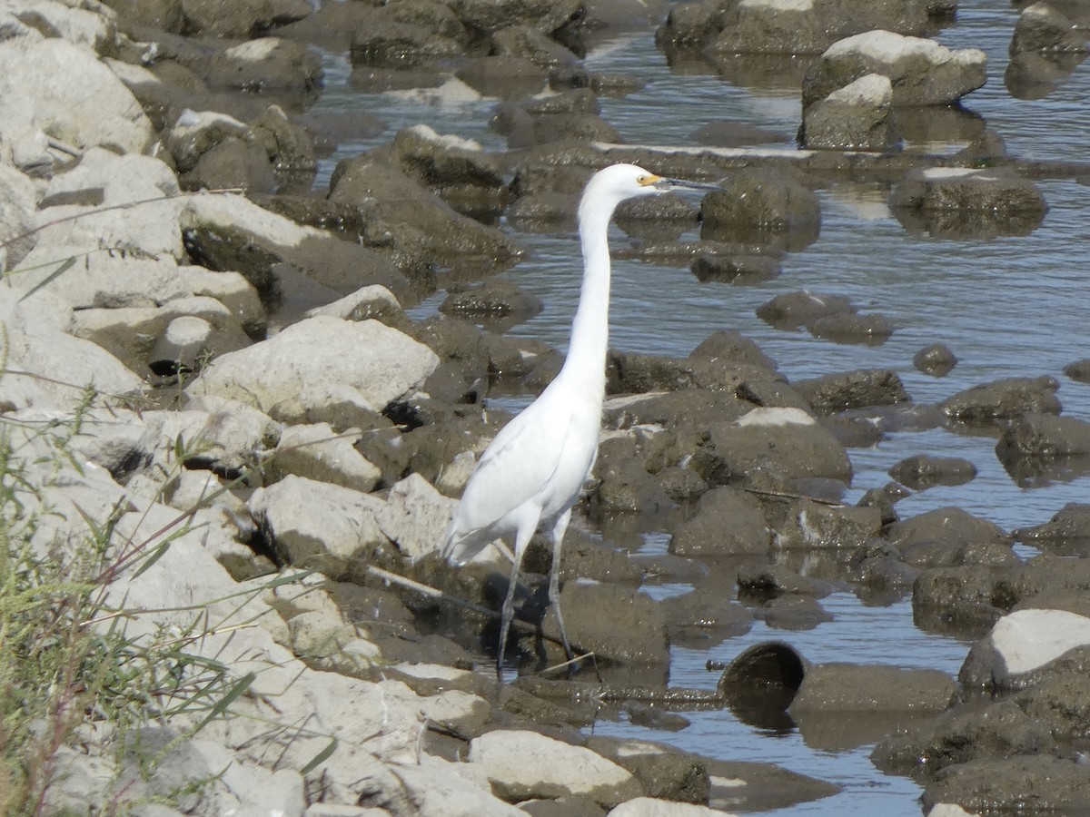 Snowy Egret - ML608416859